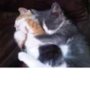 Cats 30
