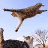 cats^2 5