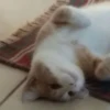cats^2 7