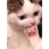 Gatitos 6