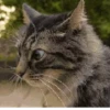 cats^2 8