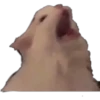Gatitos 7