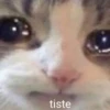 Gatitos 8