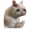 Gatitos 9