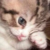 Gatitos 11