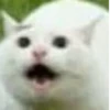 cats^2 10