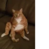 cats^2 11