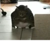 cats^2 13