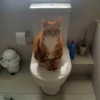 cats^2 14