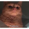 Gatitos 12