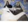 cats^2 15