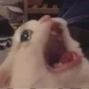 Gatitos 13