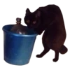 cats_and_shits 15