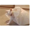 Gatitos 14