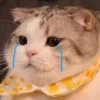 Gatitos 15