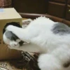 cats^2 17