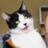 cats^2 18