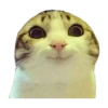 Gatitos 16