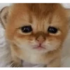 Gatitos 17