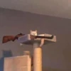 cats^2 19