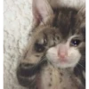 Gatitos 18