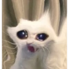 Gatitos 19