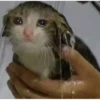 Gatitos 21