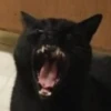 cats^2 20