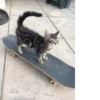 cats^2 21