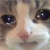 Gatitos 22