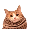 cats_and_shits 23