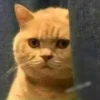 Gatitos 23