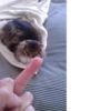 cats^2 22