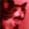 Gatitos 24