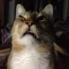 cats^2 23