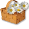 Flowers for my girl @stickerus 17