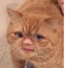 cats^2 24