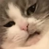 Gatitos 25