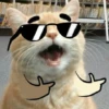 cats^2 25