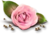 Flowers for my girl @stickerus 19
