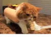 cats^2 26