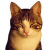 cats_and_shits 28