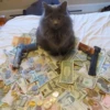cats^2 27