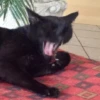 cats^2 28