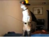 cats^2 29