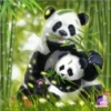 pandas 29