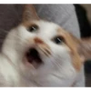 Gatitos 27