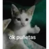 Gatitos 28