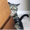 Kitty 🥱 :: 2