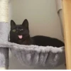 Kitty 🥱 :: 5
